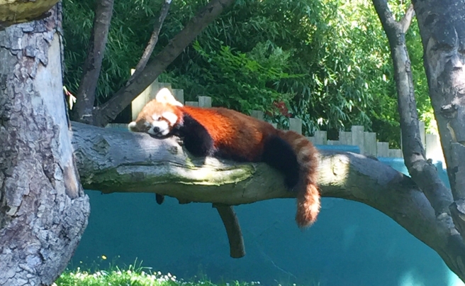 Cute sleeping red panda in Dublin Zoo